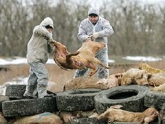 網傳“今珠多糖可防治非洲豬瘟”是真是假？