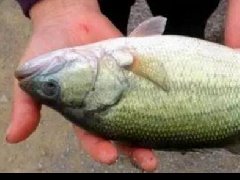 水產養殖中檢測出非法添加的孔雀石綠，怎么看？
