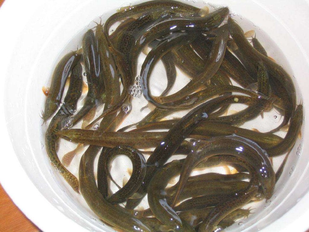 泥鰍中檢測出獸藥殘留，水產(chǎn)品購買時一定要警惕!